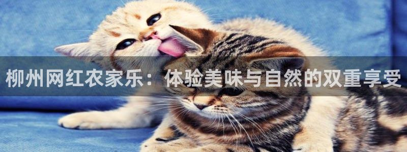 天辰娱乐说