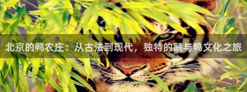 天辰娱乐视频