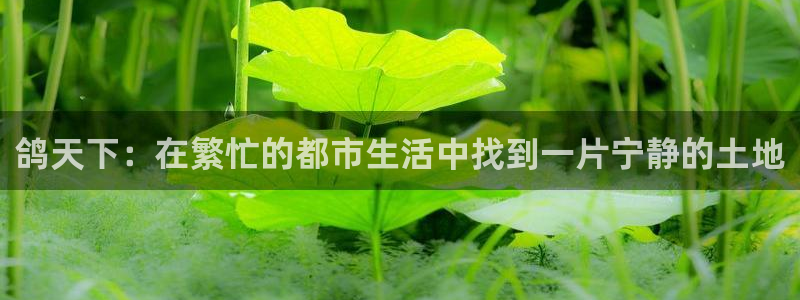 菲律宾天辰娱乐