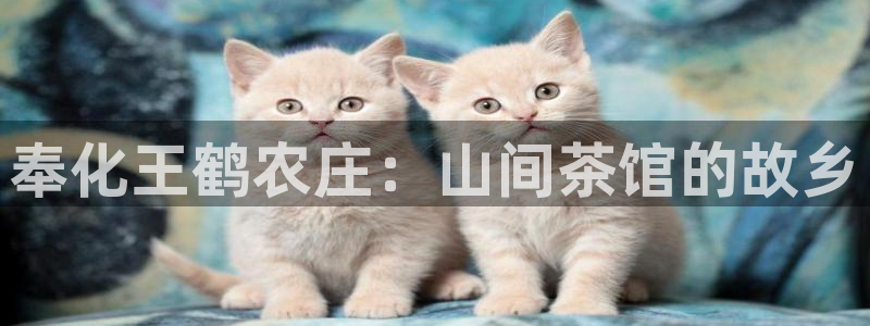 天辰娱乐台湾