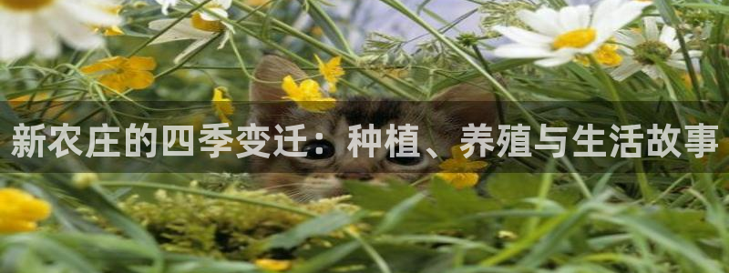 天辰娱乐游戏平台怎么样